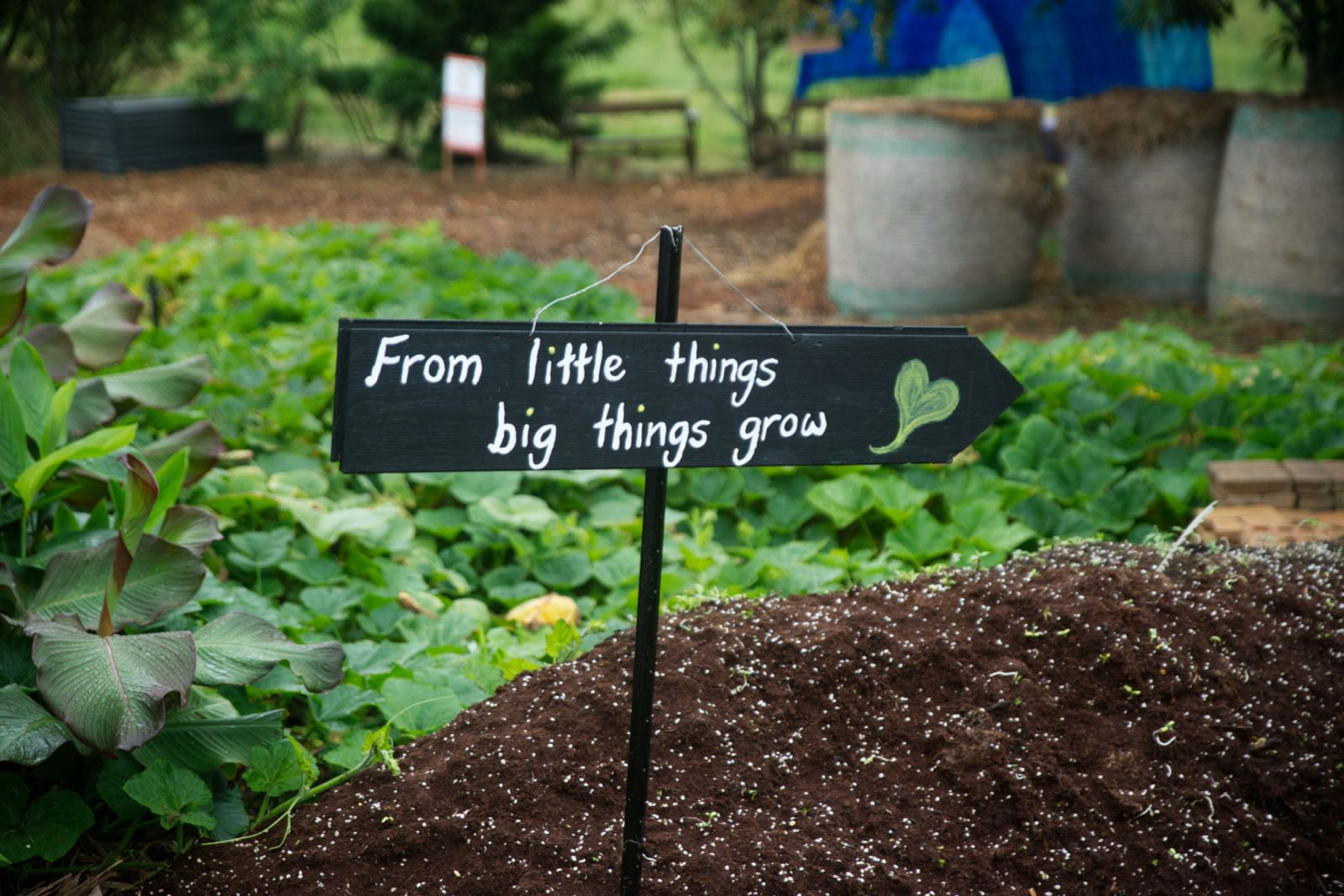 Andy Silva at Green Thumb Farm